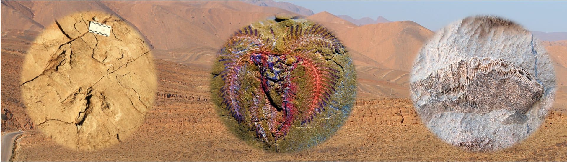 Moroccan fossils shown over an Atlas desert landscape
