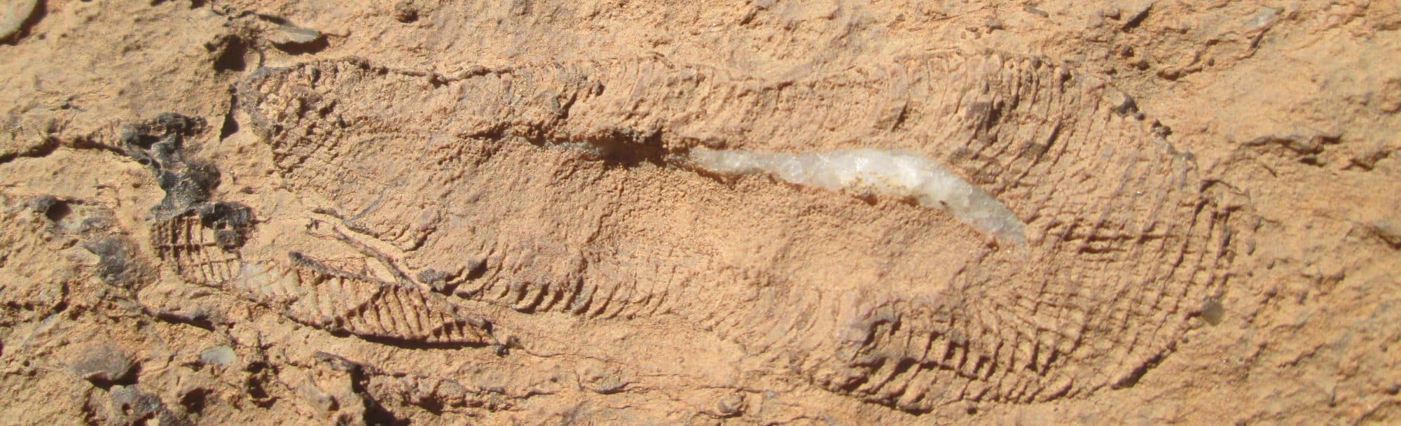 Close-up of a fossil imprint in sandstone