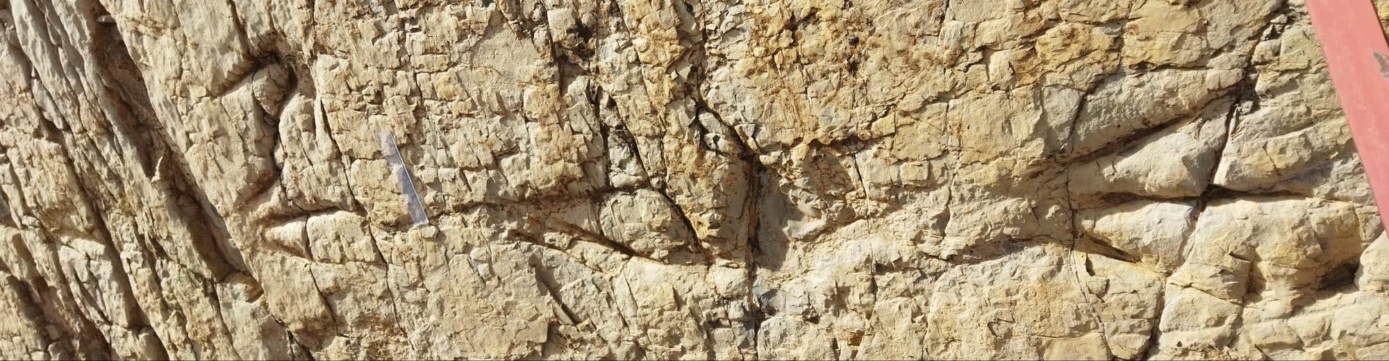 Trace fossils on a limestone surface